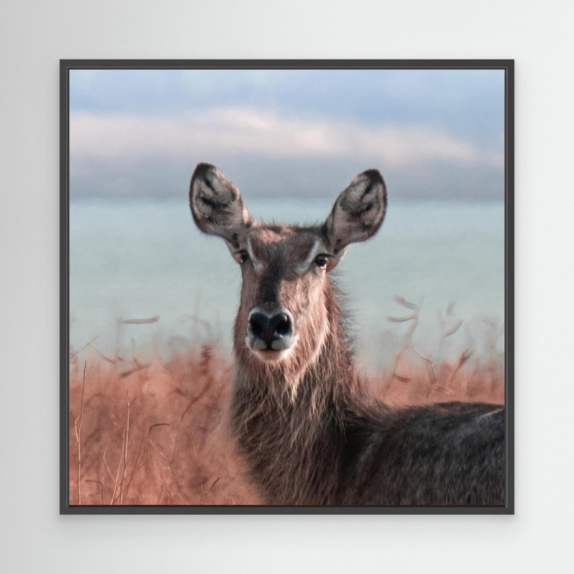 Africa’s Magic | Portrait Edition