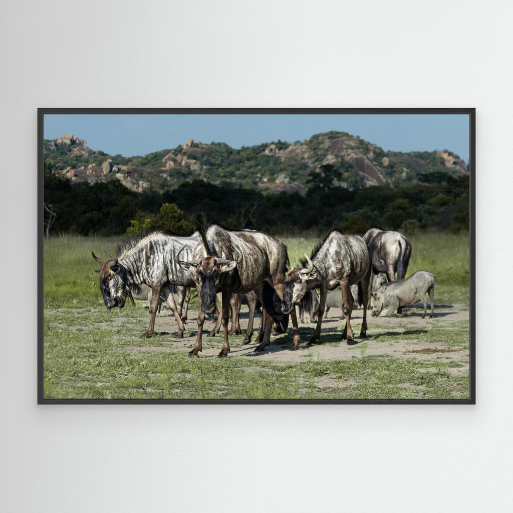 Wildebeast | Special Edition