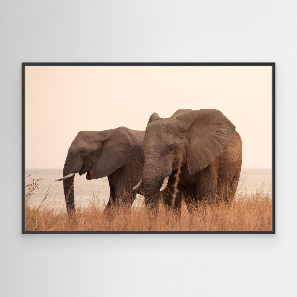 Elephants | Portrait Edition
