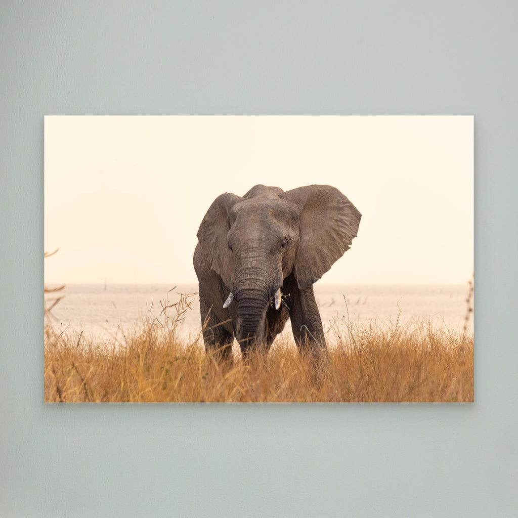 Elephants | Portrait Edition