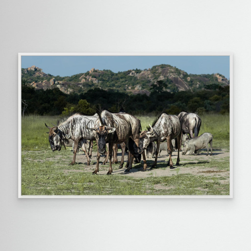 Wildebeast | Special Edition