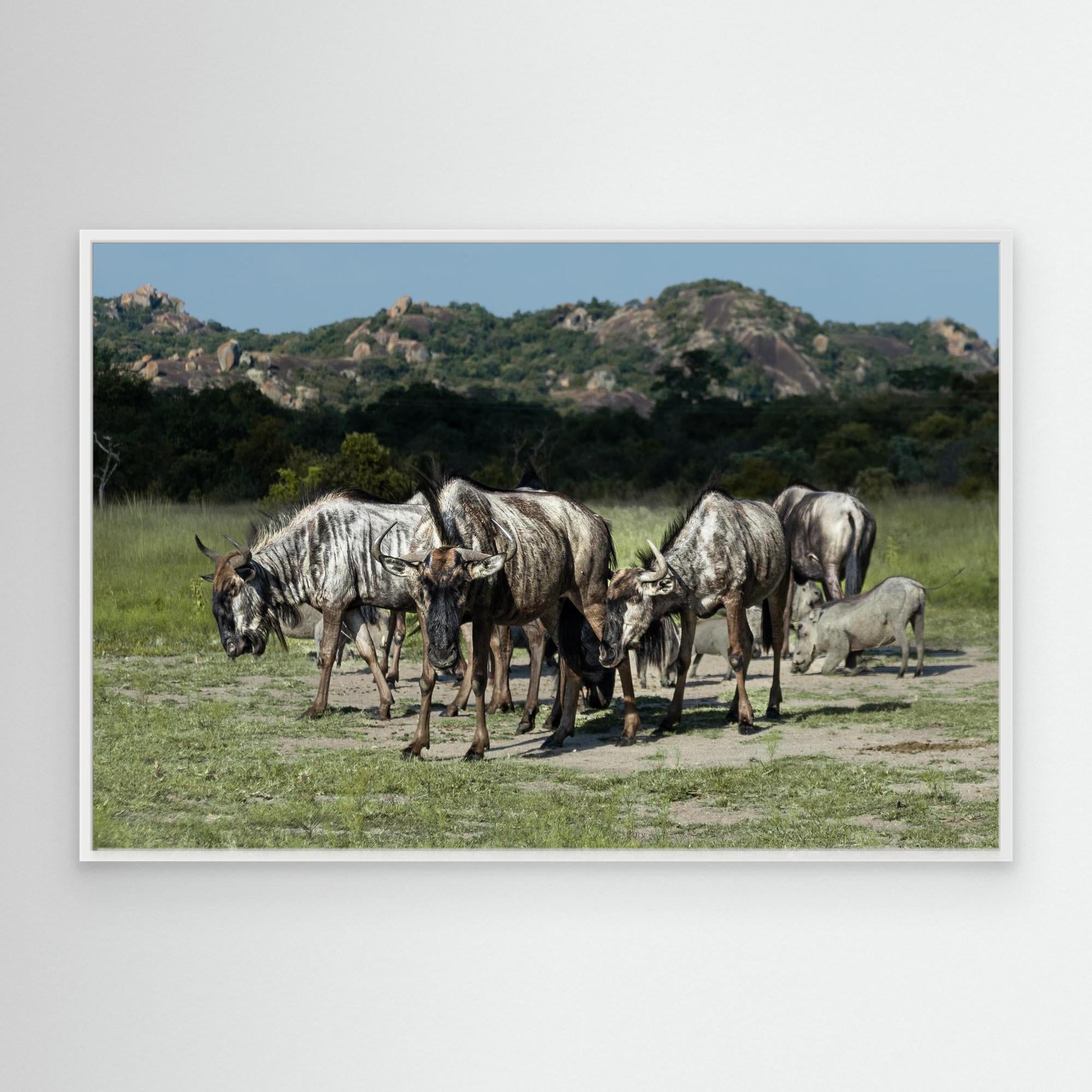 Wildebeast | Special Edition