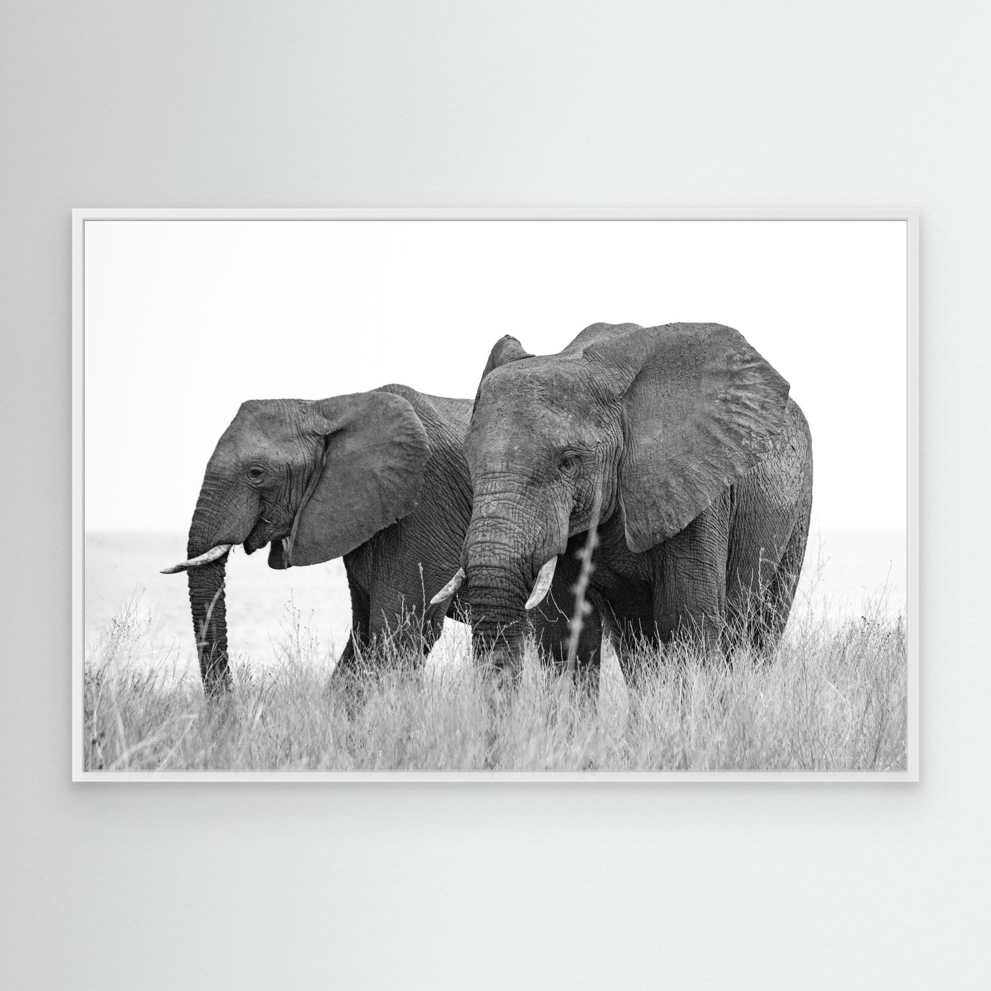 Elephants | Portrait Edition