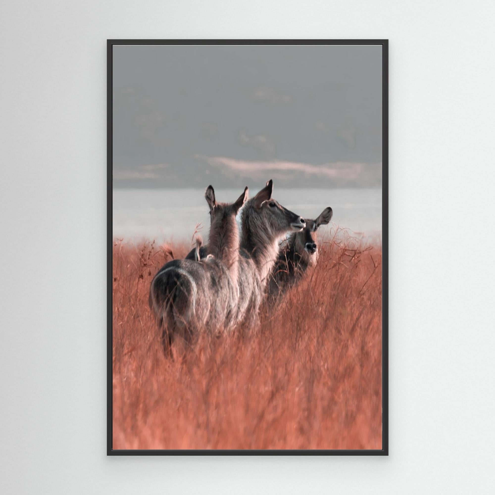 Africa’s Magic | Portrait Edition