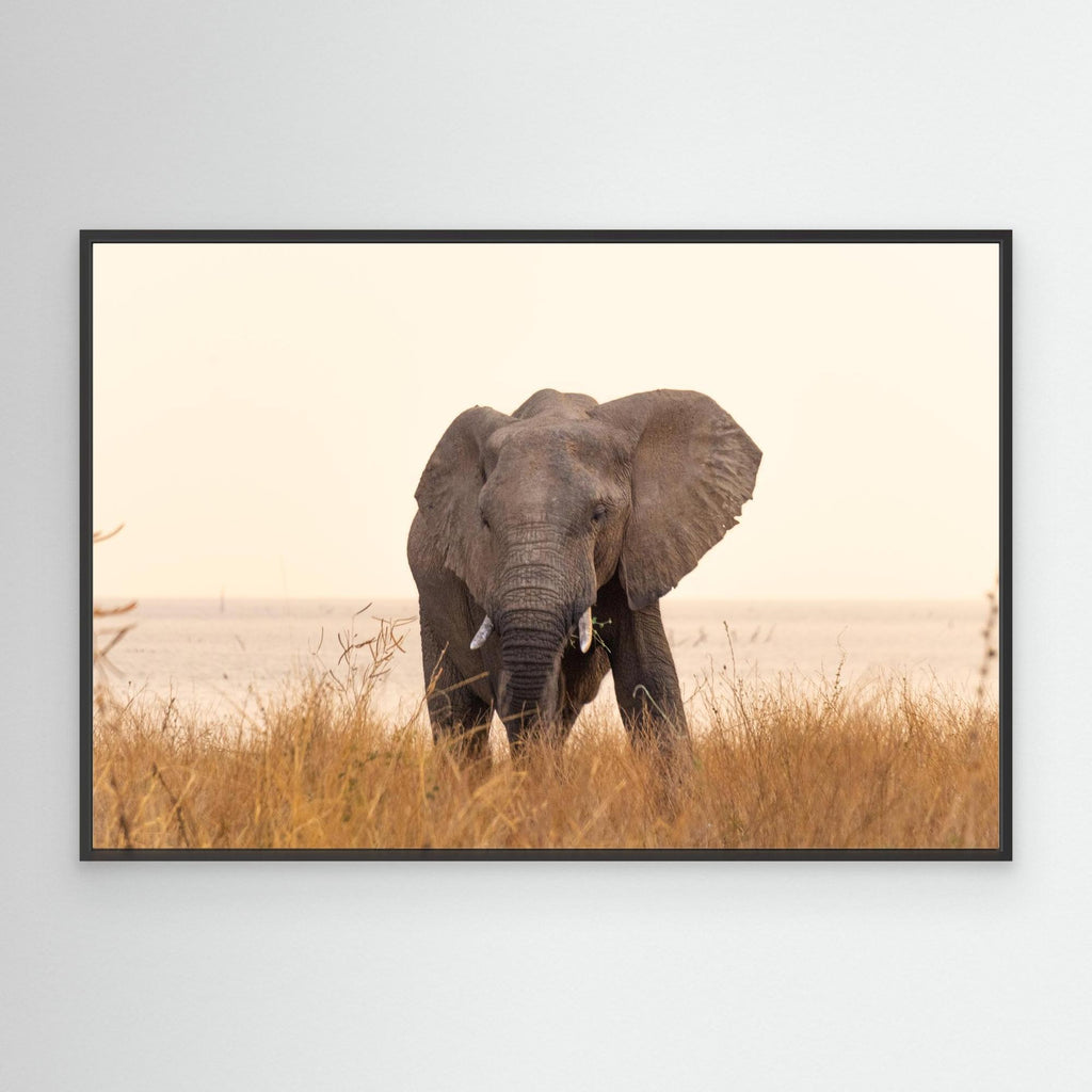 Elephants | Portrait Edition