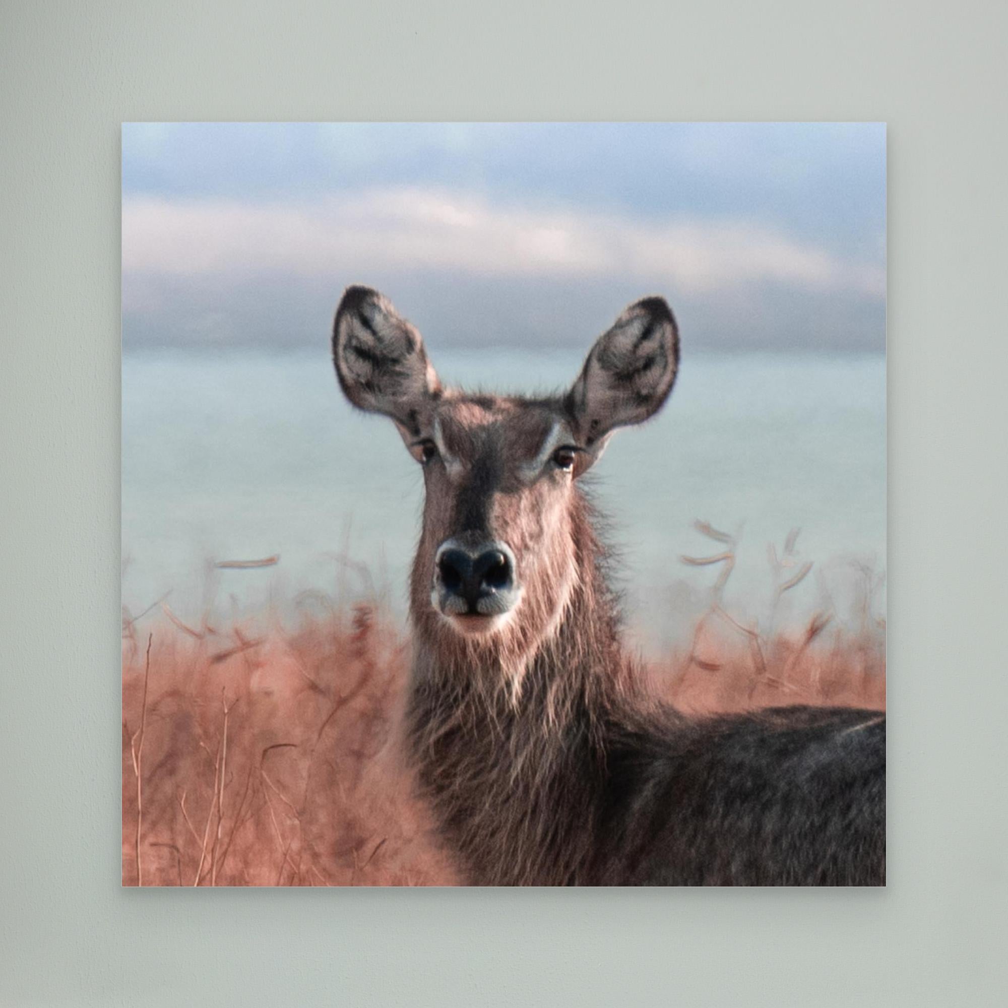 Africa’s Magic | Portrait Edition