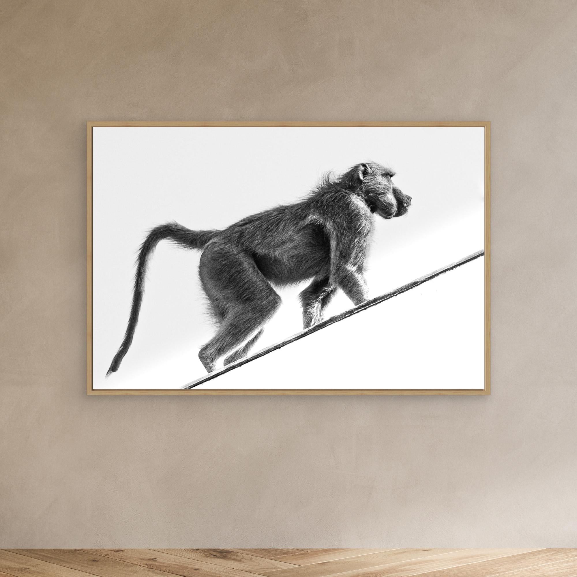 Vicious Africa | Portrait Edition