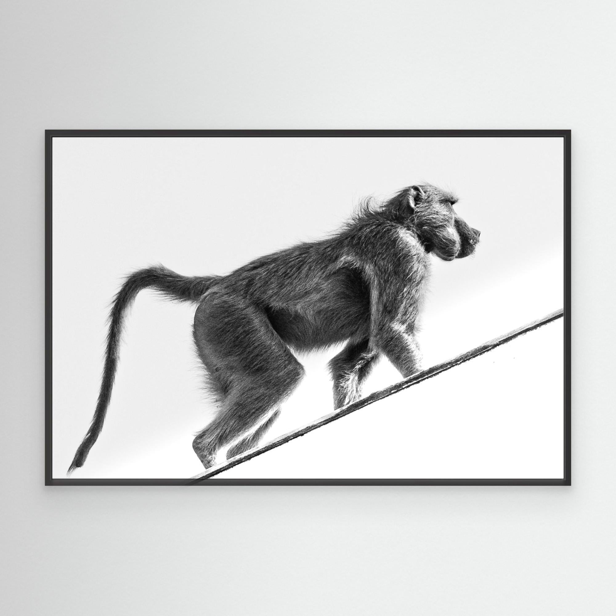 Vicious Africa | Portrait Edition