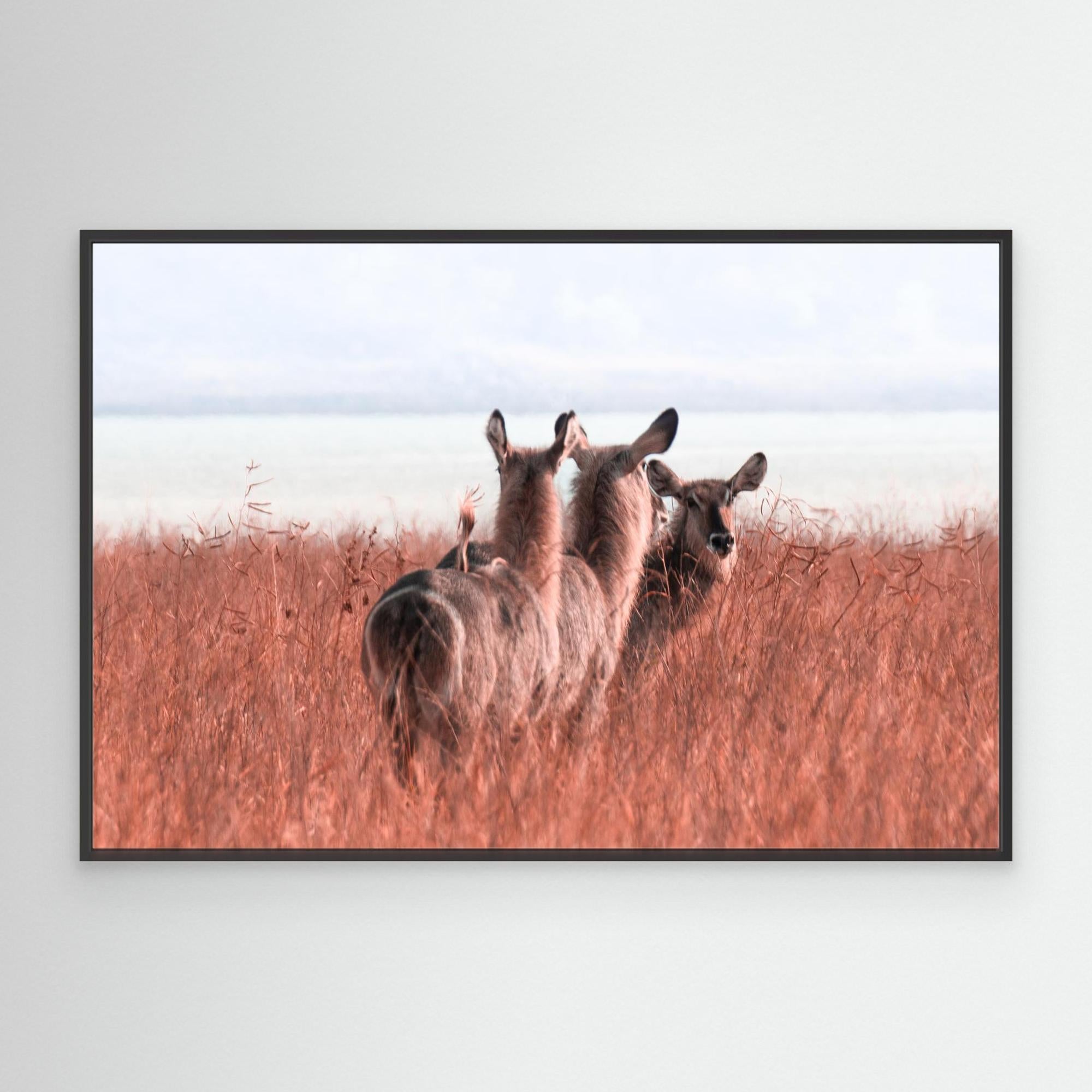 Africa’s Magic | Portrait Edition