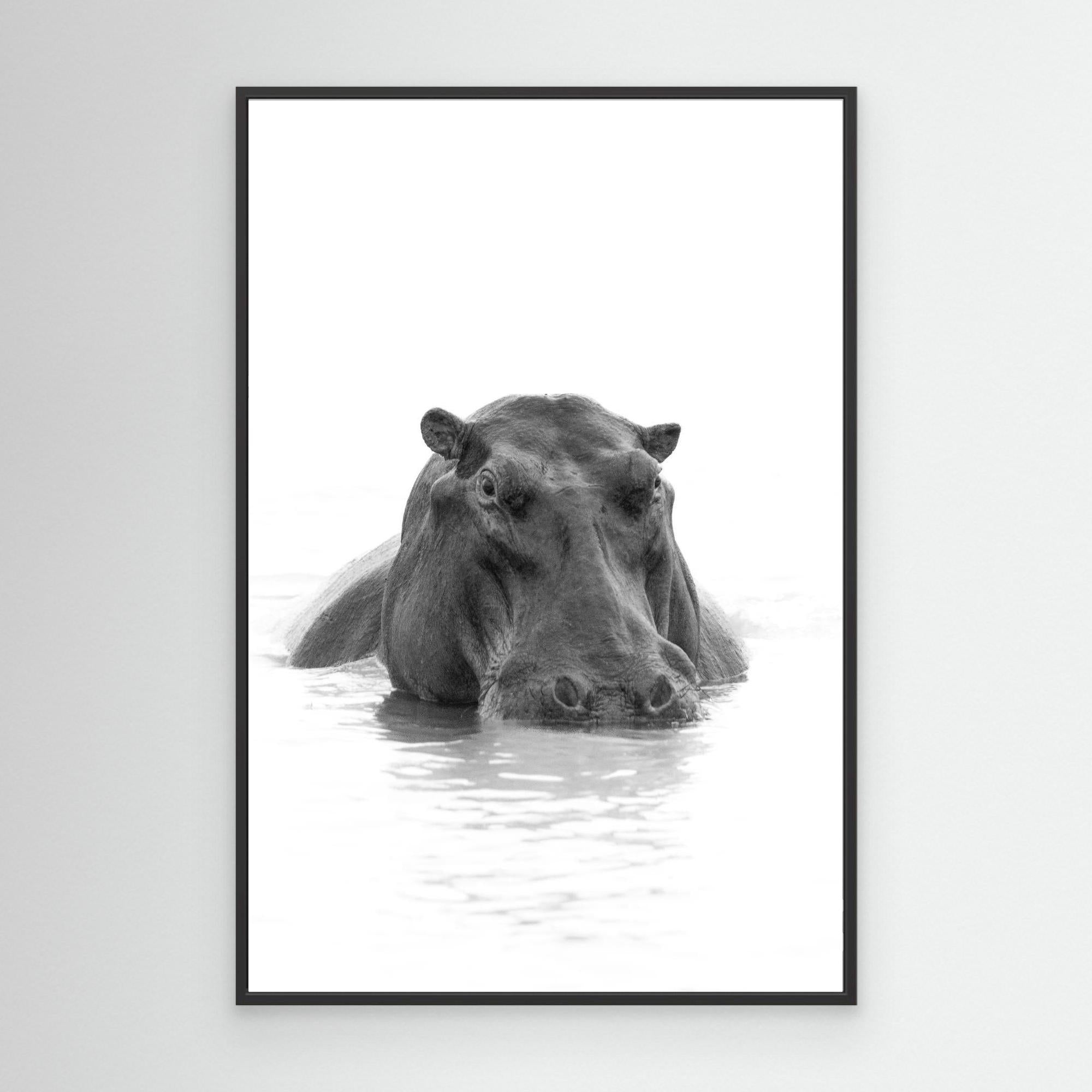 Hippo | Portrait Edition