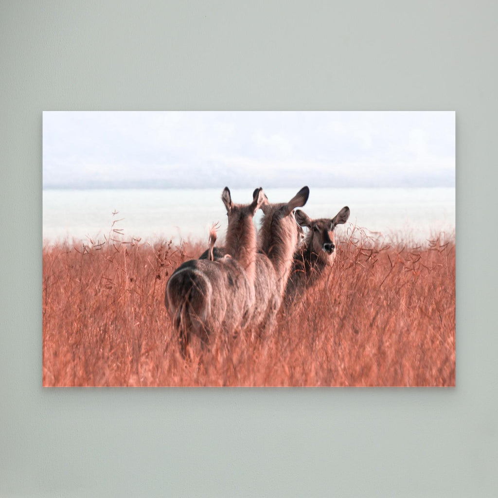 Africa’s Magic | Portrait Edition