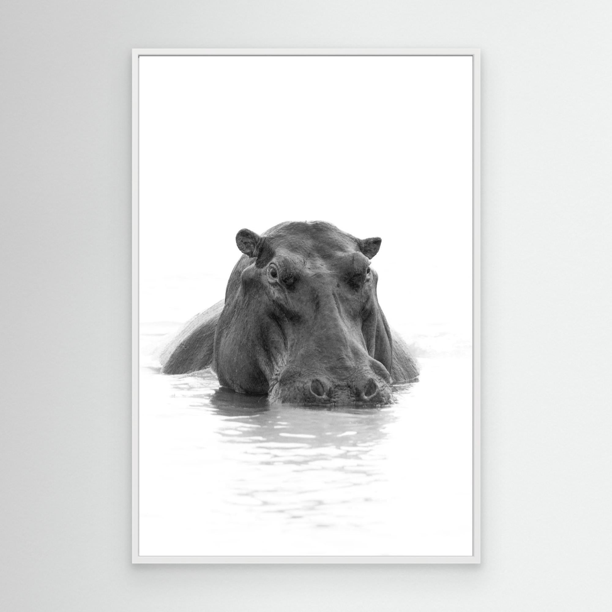 Hippo | Portrait Edition