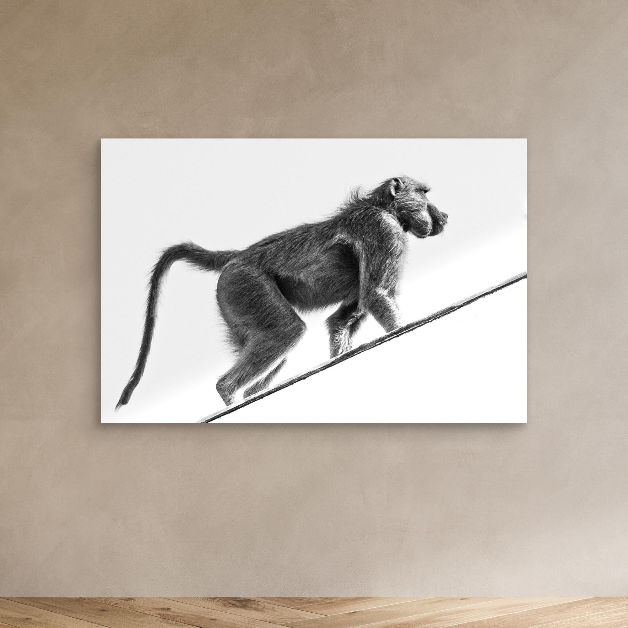 Vicious Africa | Portrait Edition