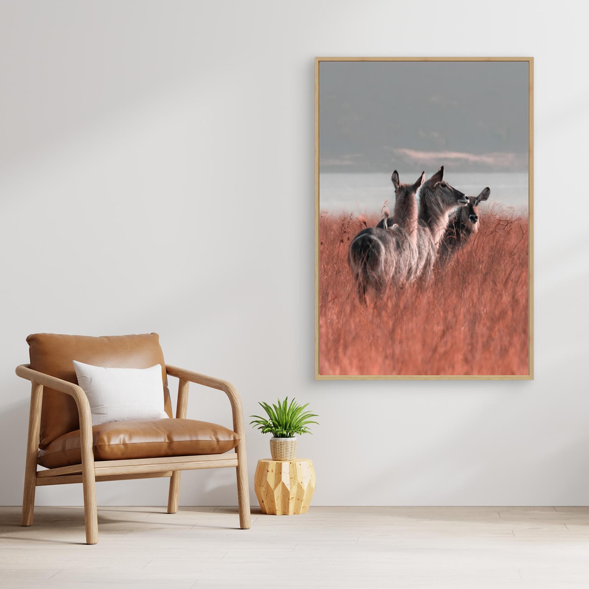 Africa’s Magic | Portrait Edition