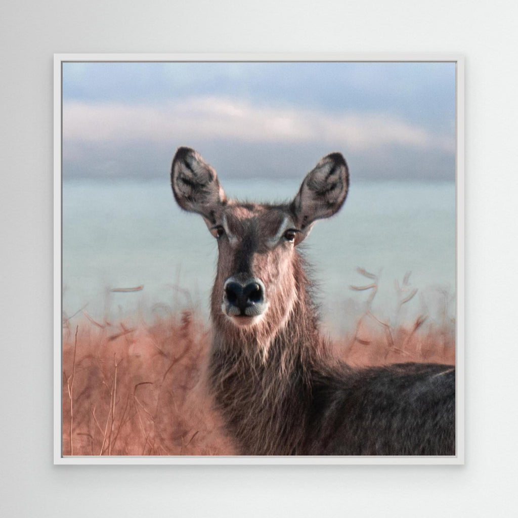 Africa’s Magic | Portrait Edition