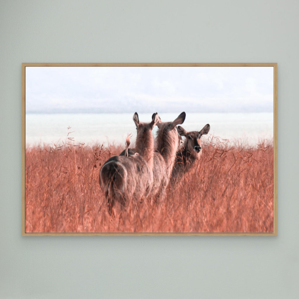 Africa’s Magic | Portrait Edition