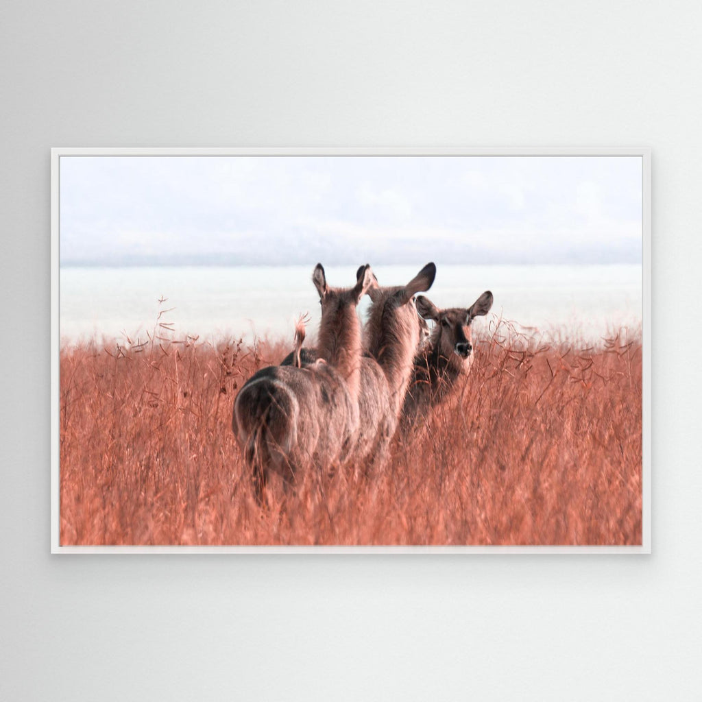 Africa’s Magic | Portrait Edition