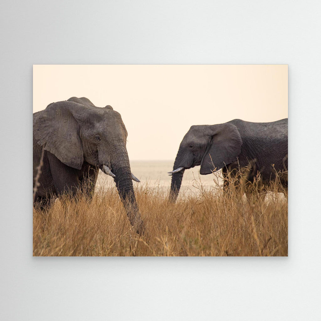 Elephants
