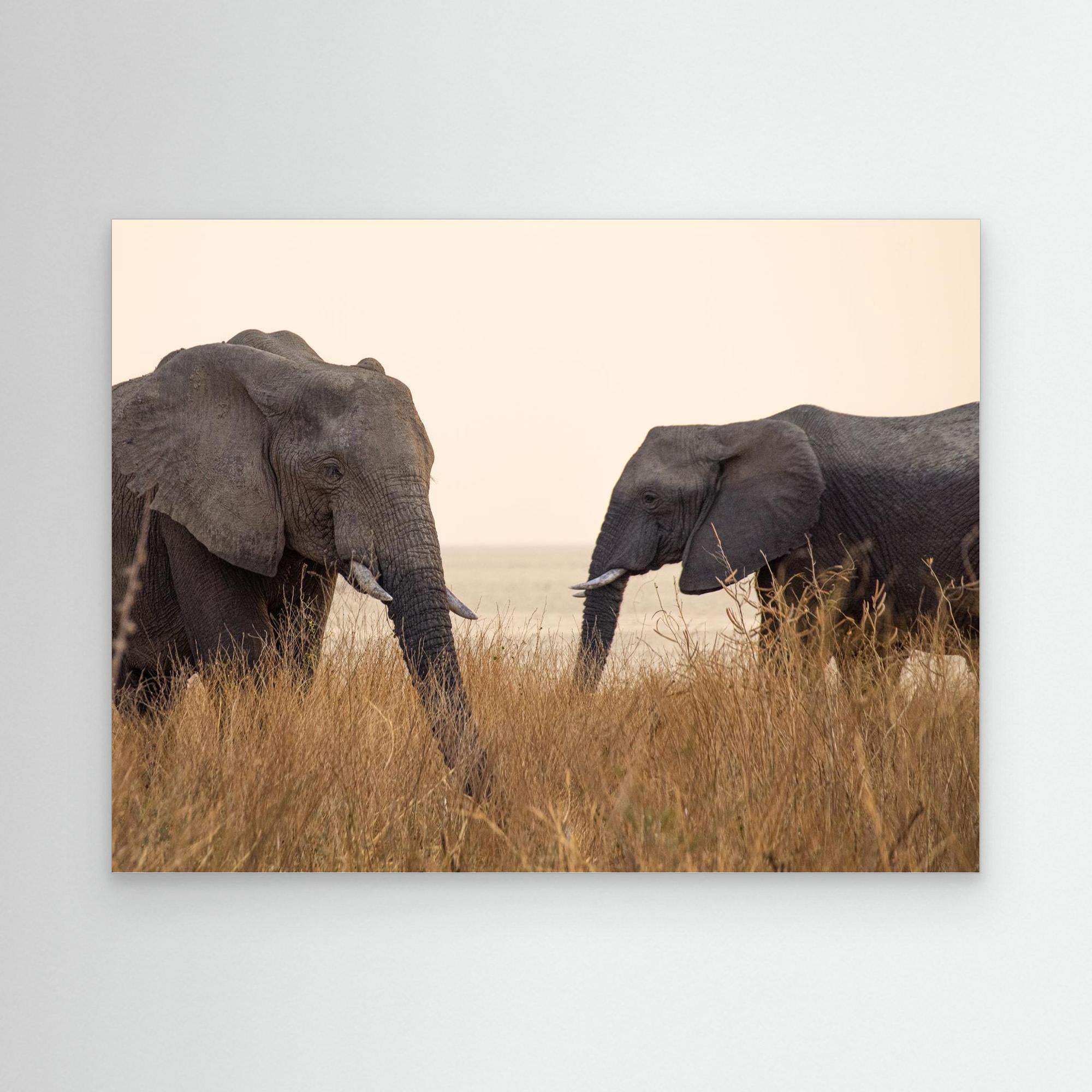 Elephants