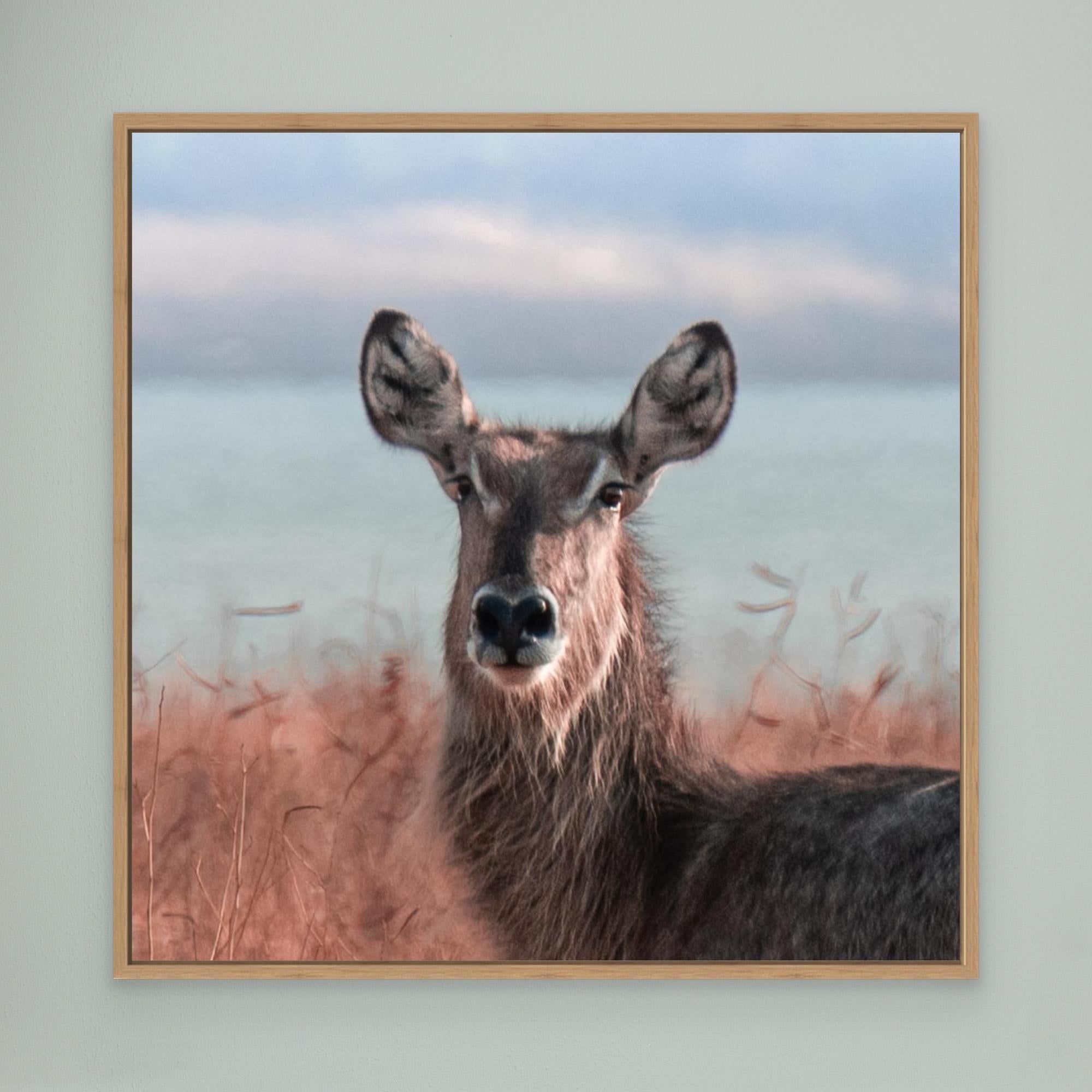 Africa’s Magic | Portrait Edition