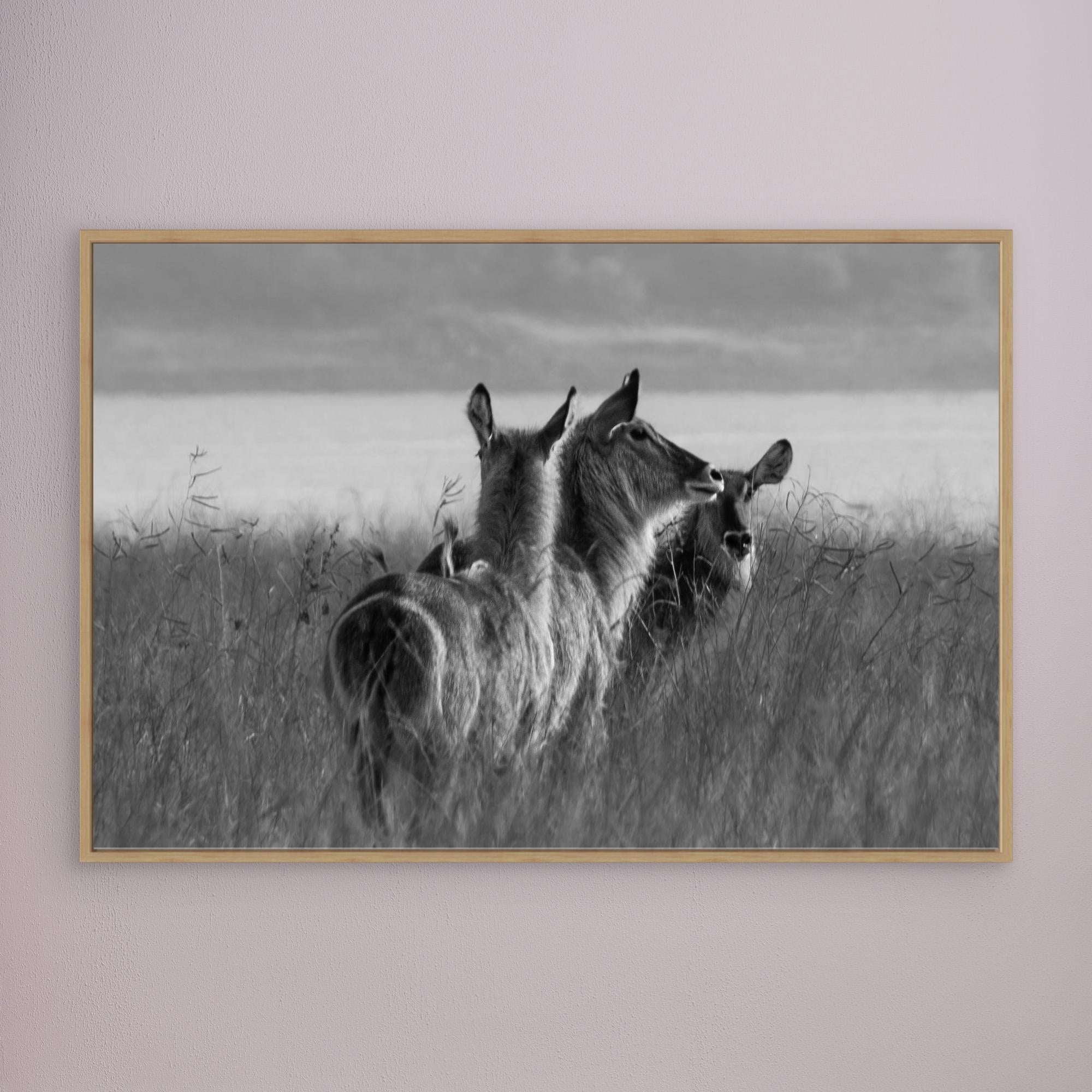 Africa’s Wonders | Portrait Edition