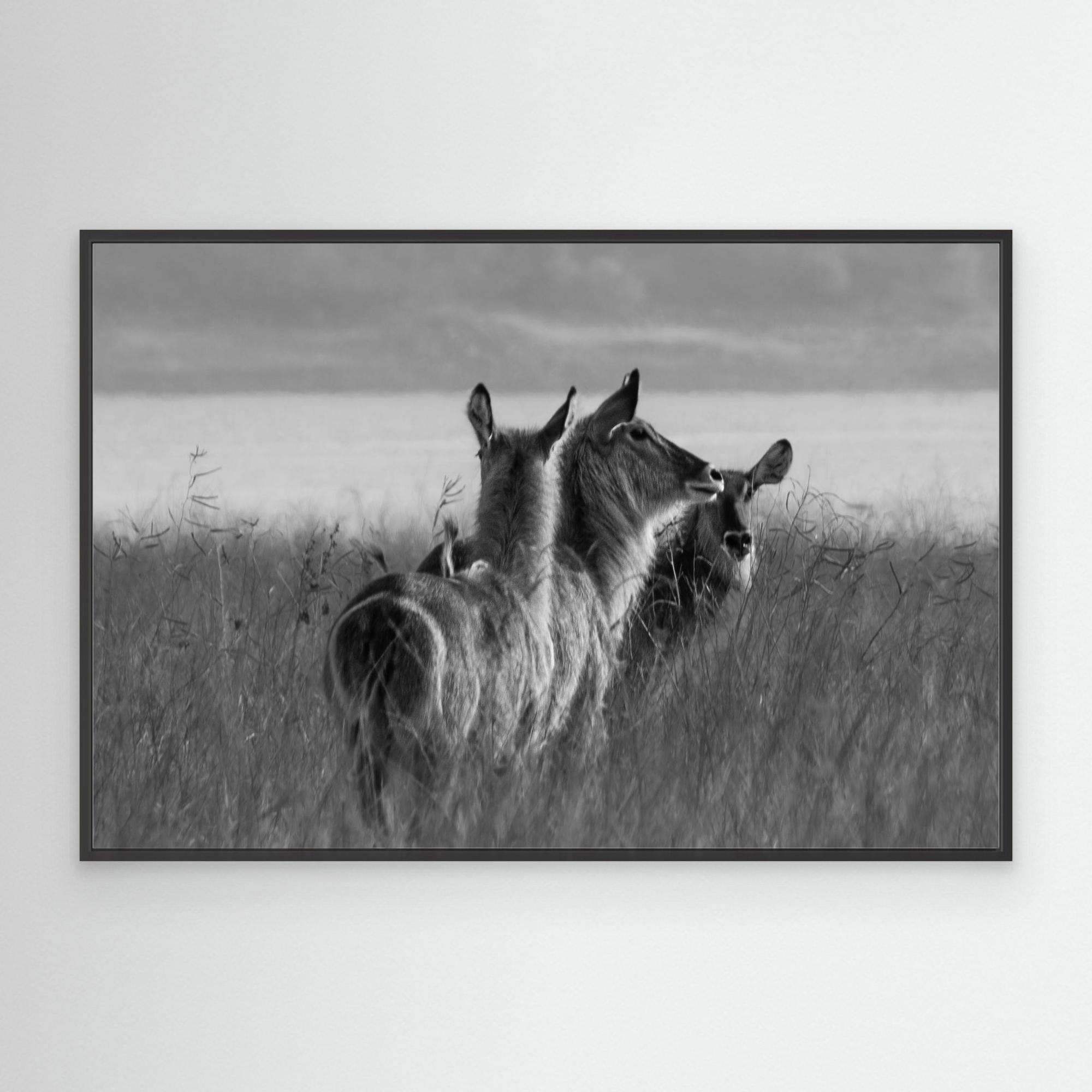 Africa’s Wonders | Portrait Edition