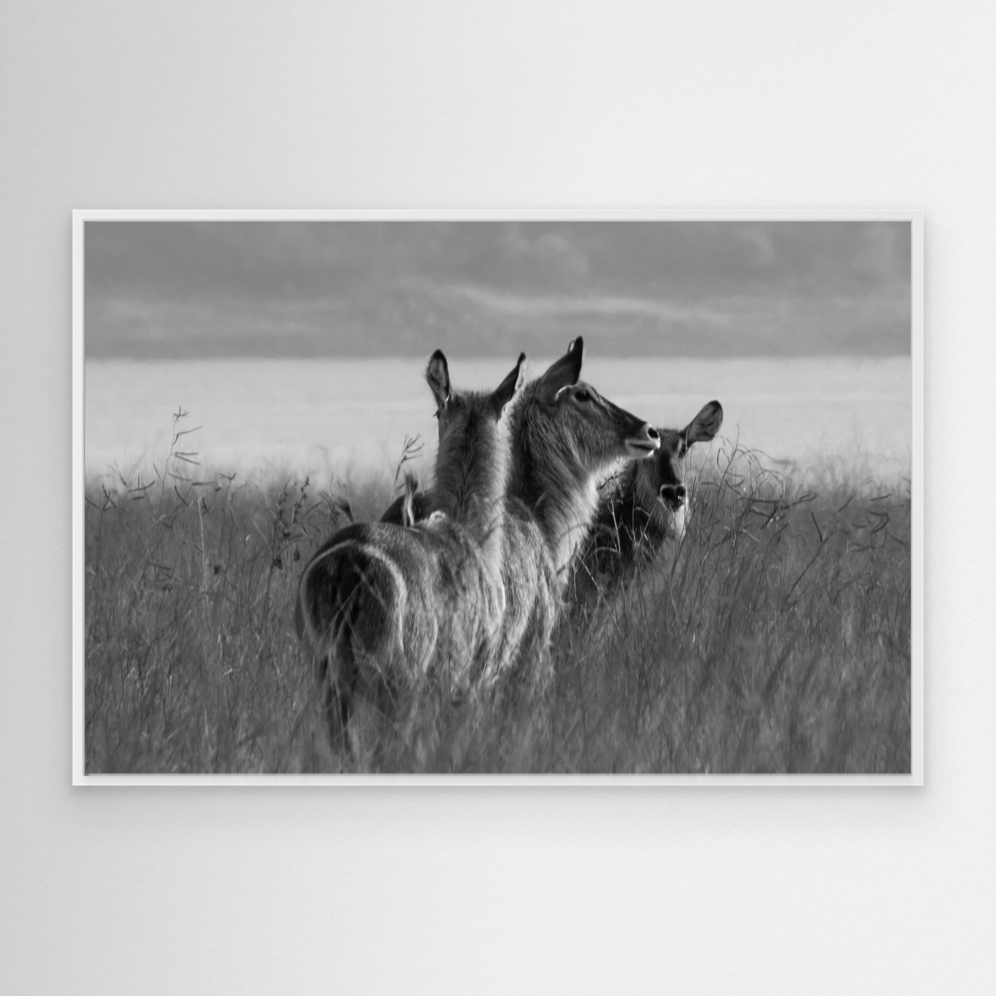 Africa’s Wonders | Portrait Edition