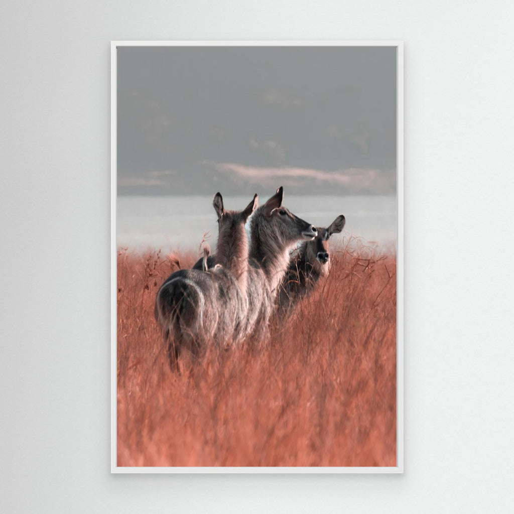 Africa’s Magic | Portrait Edition