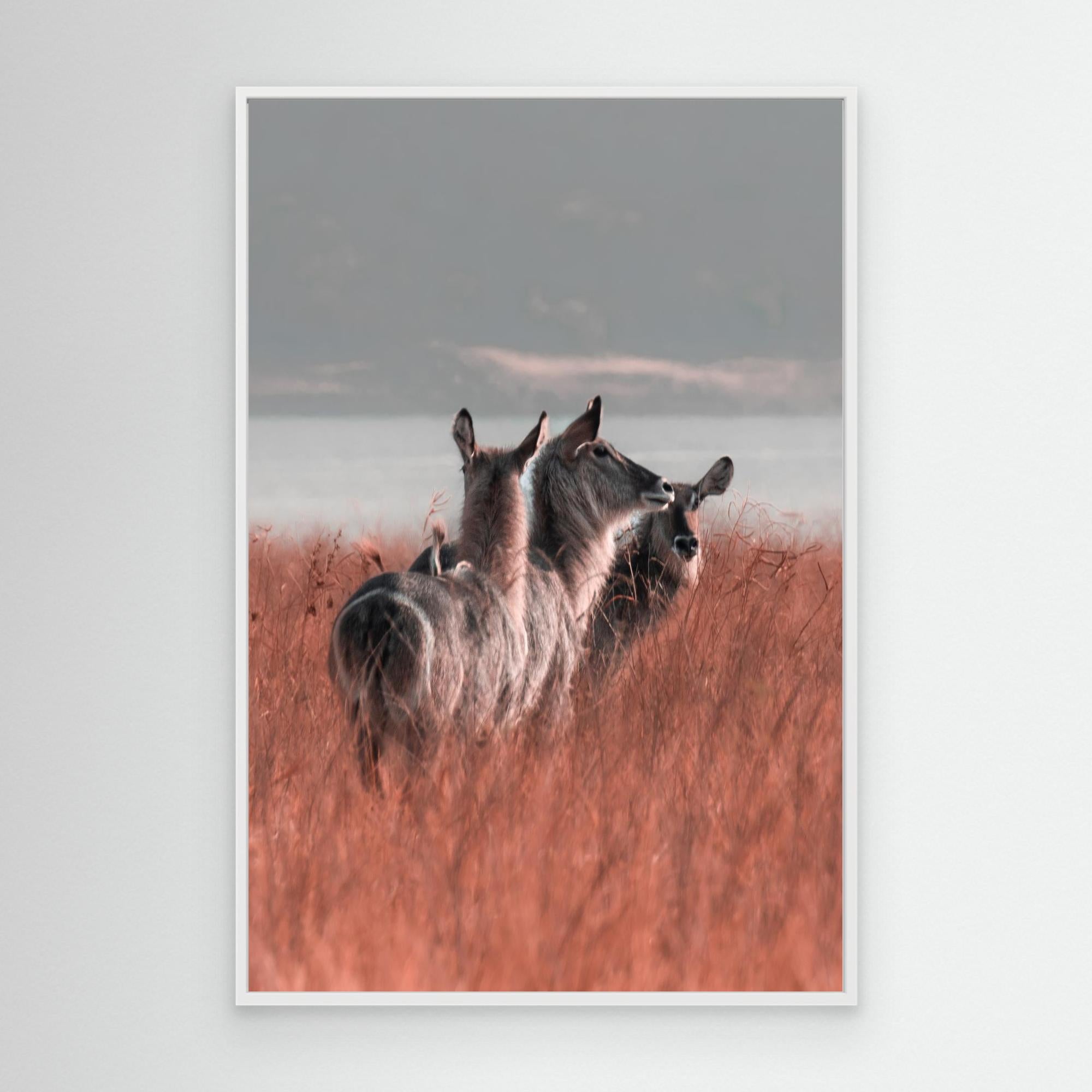 Africa’s Magic | Portrait Edition