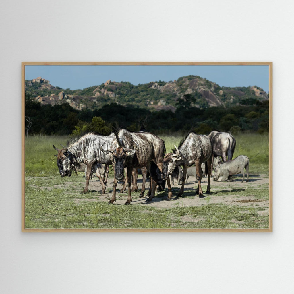 Wildebeast | Special Edition