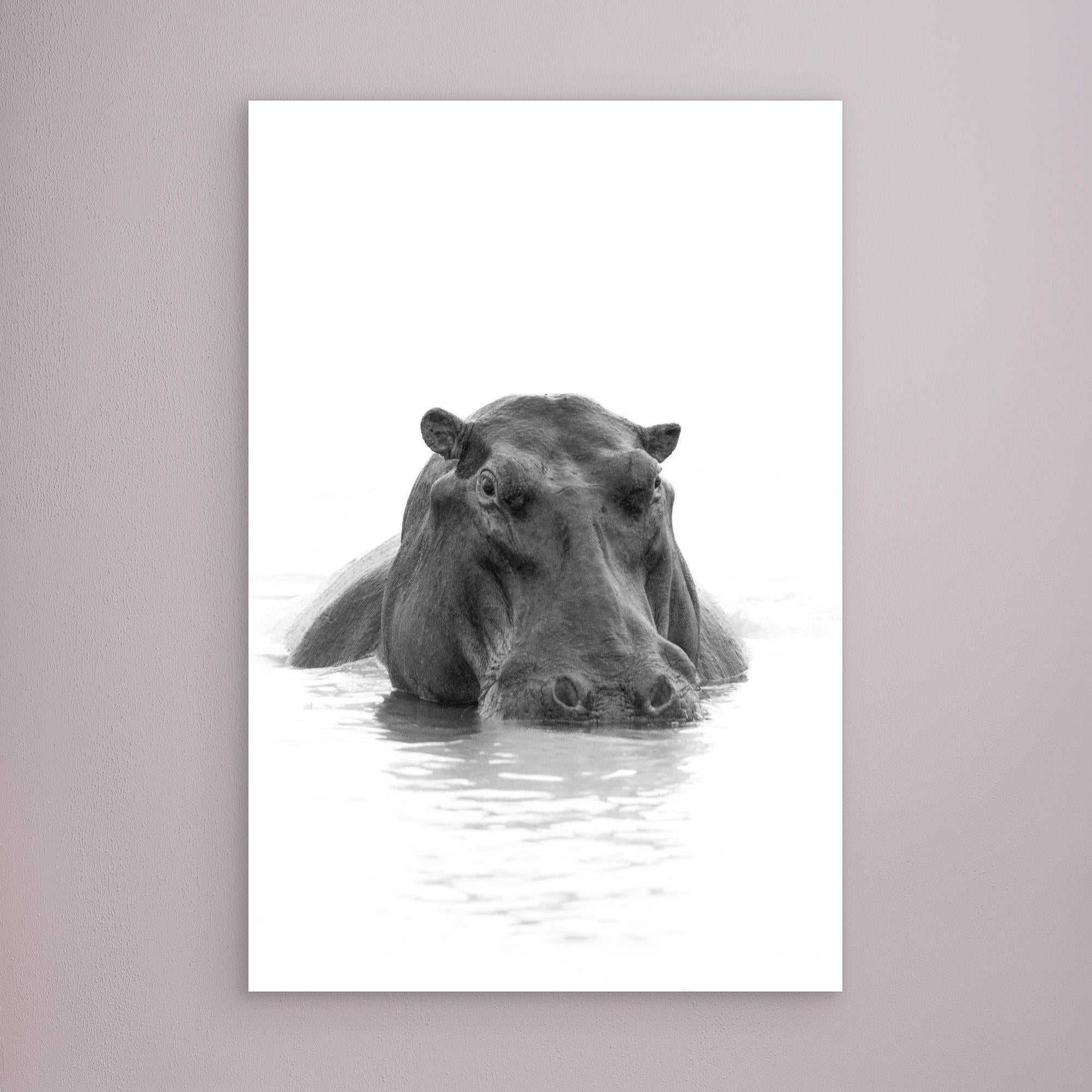Hippo | Portrait Edition